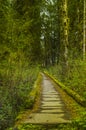 Trail bridge in the Hoh Rain Forest Olympic National Park Washington state