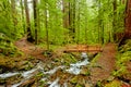 The trail and bridge to Sol Duc Falls, Olympic National Park, Wa Royalty Free Stock Photo