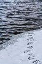 Trail of Canadian Goose Footprints by Lake Royalty Free Stock Photo