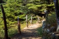 Trail in the cedar forest, Lebanon Royalty Free Stock Photo