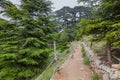 Trail in Cedar forest in Qadisha valley in Lebanon Royalty Free Stock Photo