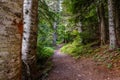 Trail of the Cedars and Avalanche Lake hike in Glacier National Park Royalty Free Stock Photo