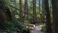 Trail of Cedars at Glacier National Park Montana Royalty Free Stock Photo