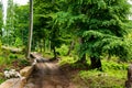 Trail In The Colorful Green Spring Forest In Poland. Magical Path In Summer. Piece Of Wild Nature, Scenic Landscape. Nature