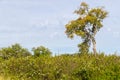 Trail with Cork tree forest and Esteva flowers in Vale Seco, San