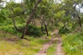 Trail in Cork tree forest in Santiago do Cacem