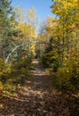 Trail covered with autumn leaves and yellow birch trees Royalty Free Stock Photo