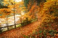 Trail covered with fallen autumn leaves. Beautiful landscape. Royalty Free Stock Photo