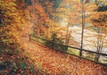 Trail covered with fallen autumn leaves. Beautiful landscape. Royalty Free Stock Photo