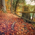 Trail covered fallen autumn leaves is lined with trees displaying colorful fall Royalty Free Stock Photo