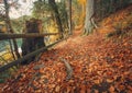 Trail covered fallen autumn leaves is lined with trees displaying colorful fall Royalty Free Stock Photo