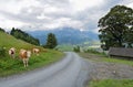 Trail with cows at the european alps saalfelden leogang