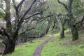 Trail crosses Bay Laurel forest at Almaden Quicksilver County Park