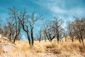 Trail Cuts Through Charred Trees In The Chisos Mountains