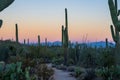 Trail Cuts Through Saguaro and Other Desert Plants at Sunrise