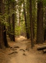 Trail Cuts Straight Through Pine Forest In Yosemite Royalty Free Stock Photo