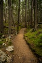 Trail Cutting Through Messy Forest Royalty Free Stock Photo