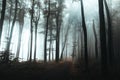 Trail in dark foggy forest. Hard light coming from left side. Interesting tree at the end of the path