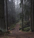 trail into the dark misty and mystical forest forest. Royalty Free Stock Photo