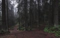 trail into the dark misty and mystical forest forest. Royalty Free Stock Photo