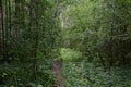 Trail. Deciduous forest trees and shrubs, branches leaves. Green grass. Much branched, with a dense canopy Royalty Free Stock Photo