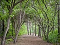 Trail in the deep forest. Hanging tree branches over a path. Arch of tree branches over the trail. Gloomy grove