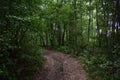 Trail. Dense mixed woodland. Green grass. In the shade of tree branches Royalty Free Stock Photo