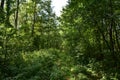 Trail. Dense mixed woodland. Green grass. In the shade of tree branches Royalty Free Stock Photo