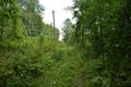 Trail. Dense mixed woodland. Green grass. In the shade of tree branches Royalty Free Stock Photo