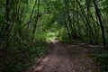 Trail. Dense mixed woodland. Green grass. In the shade of tree branches Royalty Free Stock Photo