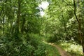 Trail. Dense mixed woodland. Green grass. In the shade of tree branches Royalty Free Stock Photo