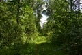 Trail. Dense mixed woodland. Green grass. In the shade of tree branches Royalty Free Stock Photo