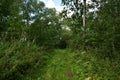 Trail. Dense mixed woodland. Green grass. In the shade of tree branches Royalty Free Stock Photo