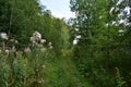 Trail. Dense mixed woodland. Green grass. In the shade of tree branches Royalty Free Stock Photo