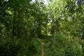 Trail. Dense mixed woodland. Green grass. In the shade of tree branches Royalty Free Stock Photo