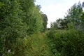 Trail. Dense mixed woodland. Green grass. In the shade of tree branches Royalty Free Stock Photo