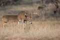 On the trail for doe in heat Royalty Free Stock Photo