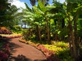 Trail at the Dole Plantation