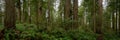 Trail Dwarfed by the Trees Pano