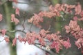 Pink old leaves in the tree