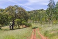 Trail in Eucalyptus and Cork tree forest Santiago do Cacem