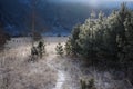 The trail through a field of frosted grass against a background of pine trees in the morning light and backlit conditions, Altai m Royalty Free Stock Photo