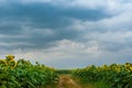 trail in a field of sunflowers and the sky storm Royalty Free Stock Photo