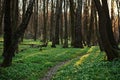 The trail in the flowered spring forest Royalty Free Stock Photo