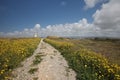 The trail through the flowering yellow field to the lighthouse