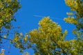 The trail from a flying plane against the blue sky against the background of golden autumn foliage of trees Royalty Free Stock Photo