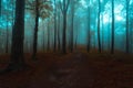 Creepy dark foggy forest during an autumn morning