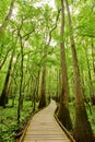 Trail in the forest Royalty Free Stock Photo