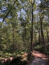 Trail through the forest around Beerze Royalty Free Stock Photo