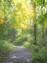 The trail is bright and sunny. Royalty Free Stock Photo